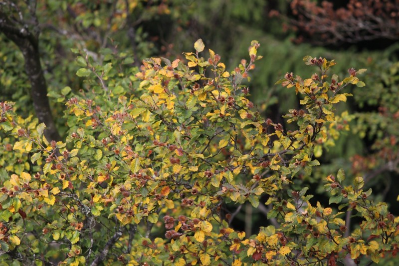 Bildla Nummära 006.jpg