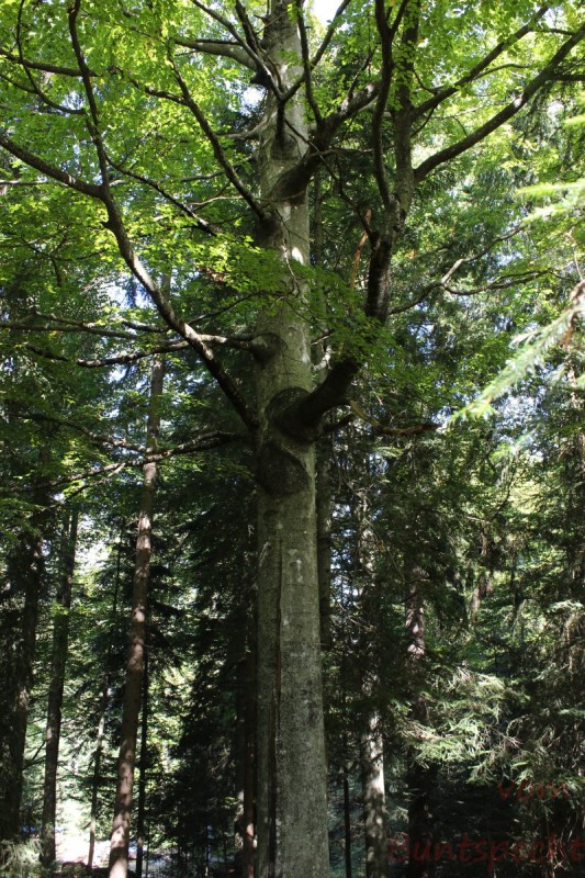 Bildla Nummära 007.jpg