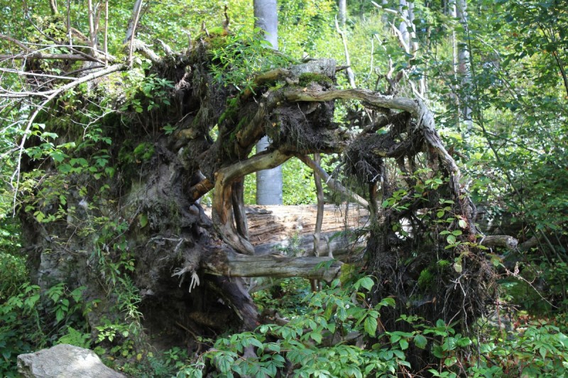 Bildla Nummära 008.jpg