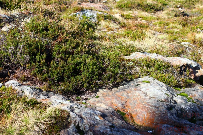 Bildla Nummära 003.jpg