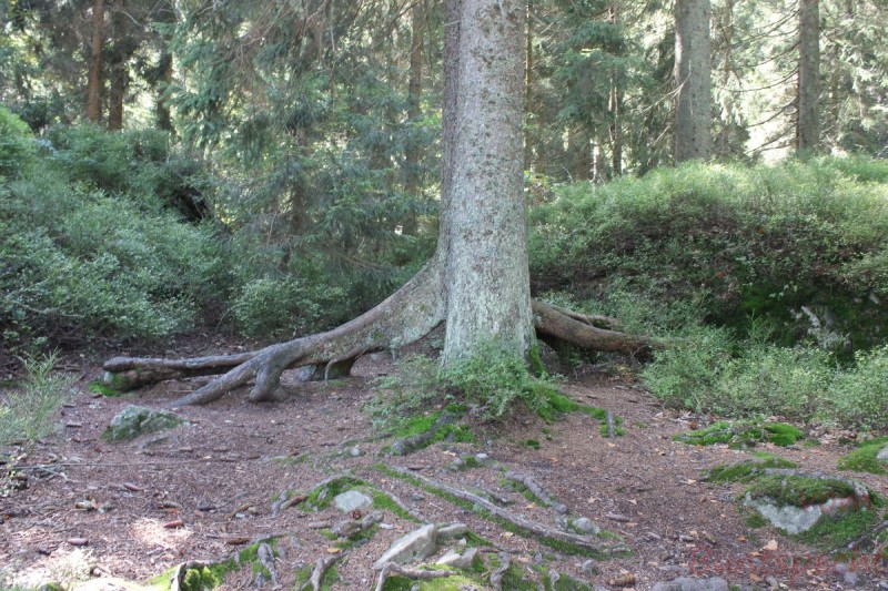 Bildla Nummära 013.jpg