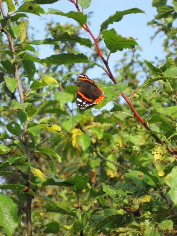 Bildla Nummära 002.jpg