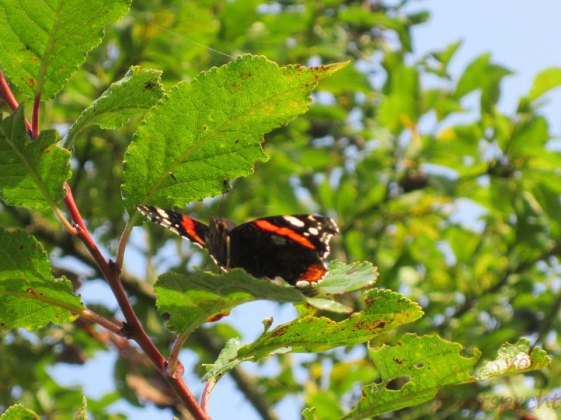 Bildla Nummära 003.jpg