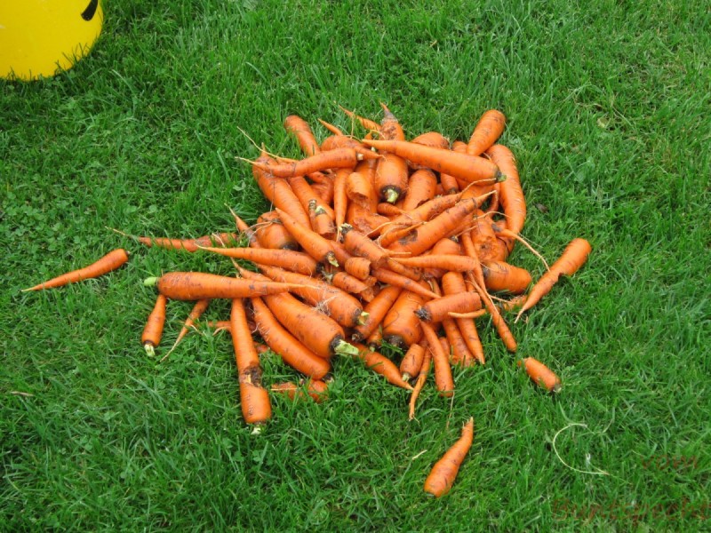 Bildla Nummära 004.jpg