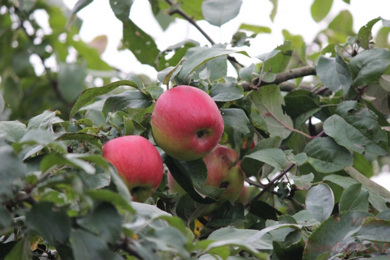 Bildla Nummära 006.jpg