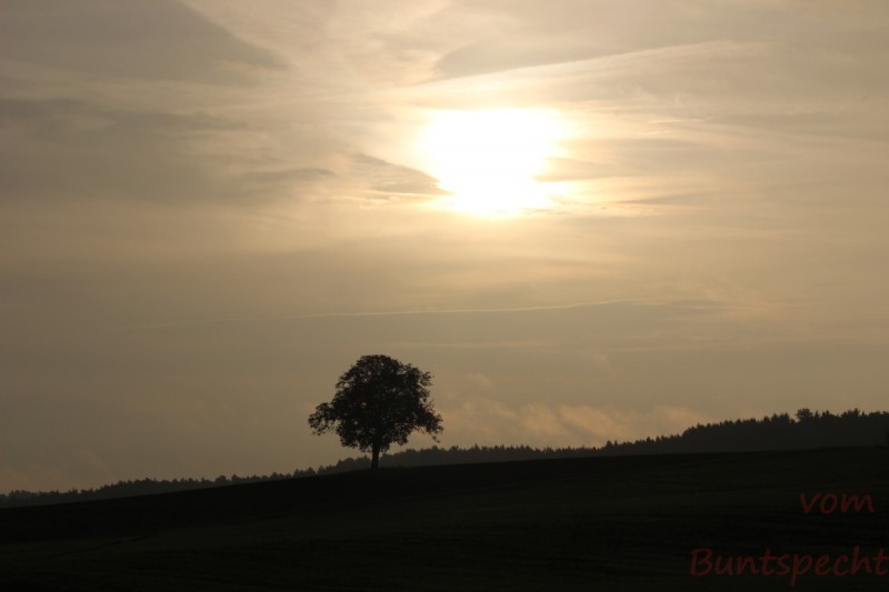 Bildla Nummära 010.jpg