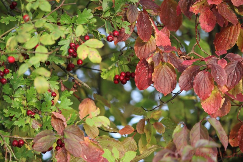 Bildla Nummära 011.jpg