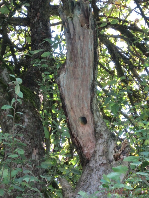 Bildla Nummära 004.jpg