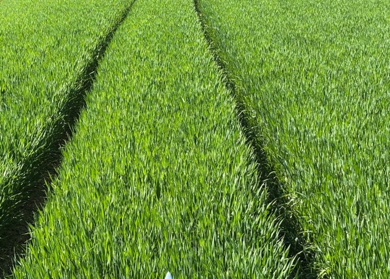 Wini Wintergerste Highlight 30.4.25.JPG