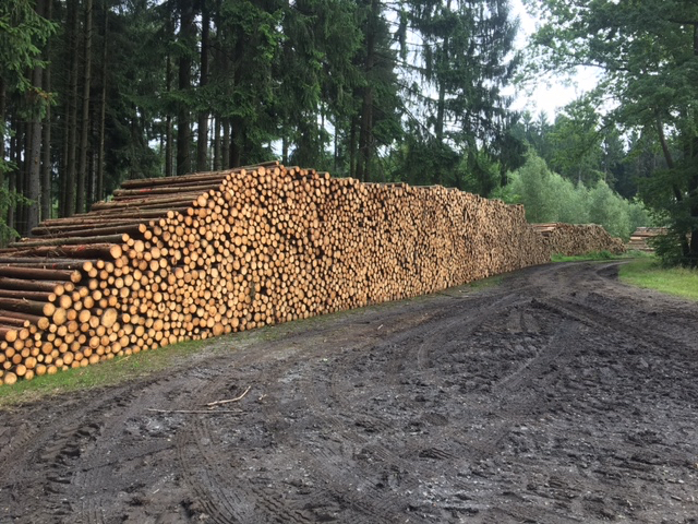 Ernte Fichten 17a.jpg