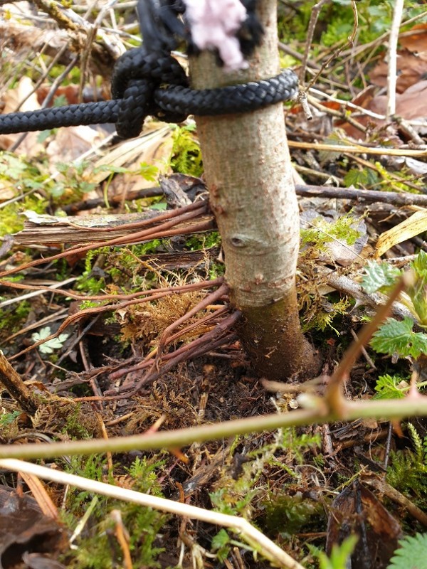 Inzwischen unnötige Wurzeln.jpg