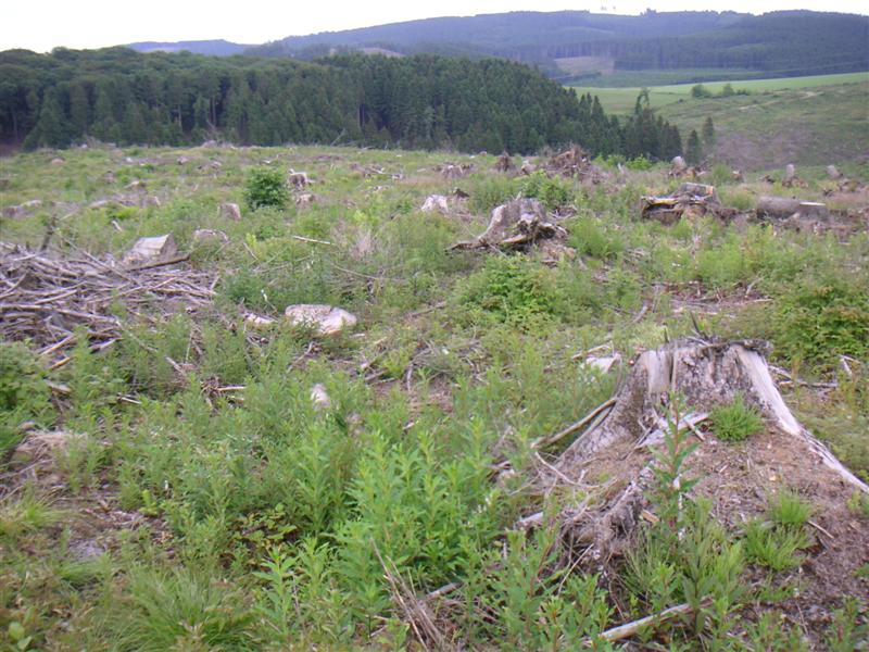 21 wo sind die Pflanzen  (Medium).jpg