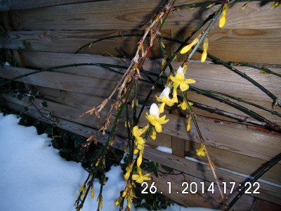 Jasminum nudiflorum.jpg