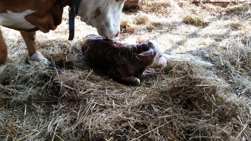 Hinterwälder mit Kalb..jpg