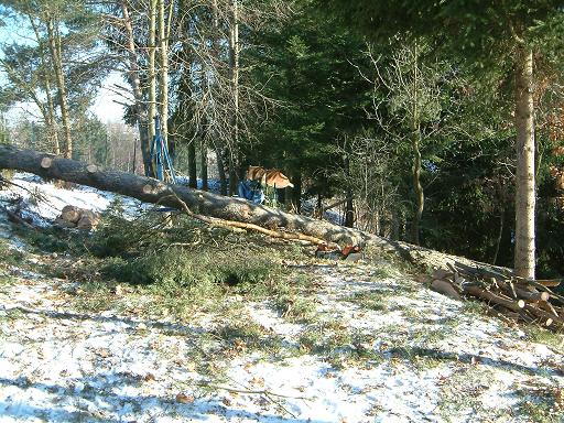wald.verkl063.JPG