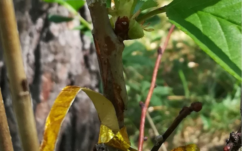 Gegenzungenschnitt Detail.JPG