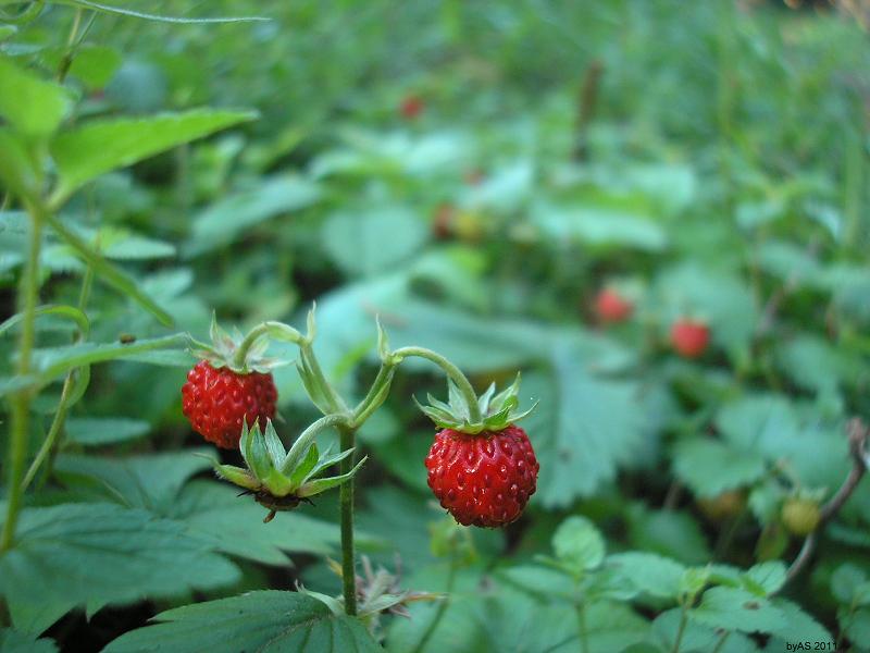 Erdbeeren_P6200117_2.JPG