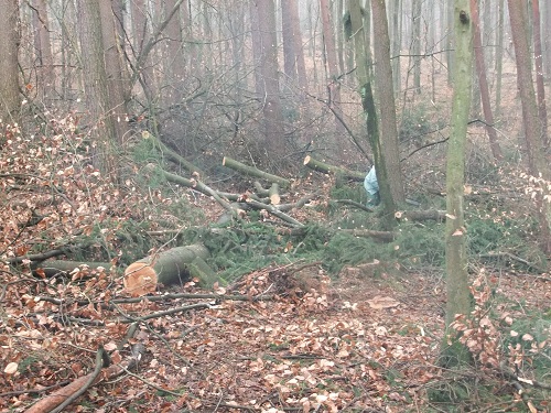 Waldarbeit und Landschaft Jan-Feb2011 024.JPG