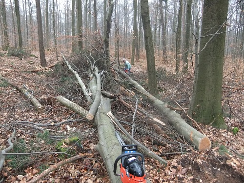 Waldarbeit und Landschaft Jan-Feb2011 020.JPG