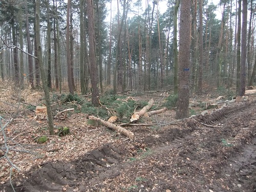 Waldarbeit und Landschaft Jan-Feb2011 018.JPG