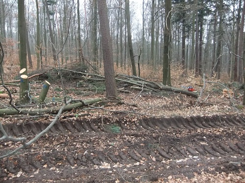 Waldarbeit und Landschaft Jan-Feb2011 017.JPG