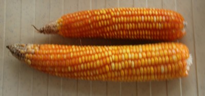 corn-cobs-22-12-days-before-harvest.JPG