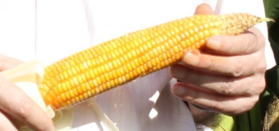 corn-cob-93days.JPG