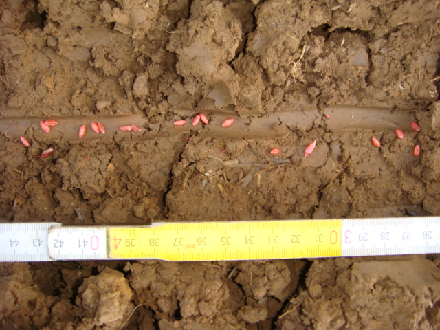 Weizensaat 2002 Bild 5.JPG