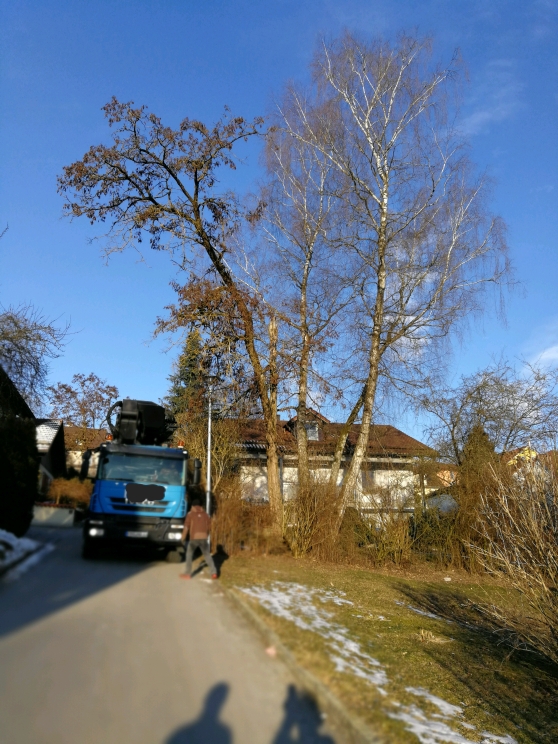 002 Problemfällung.jpg