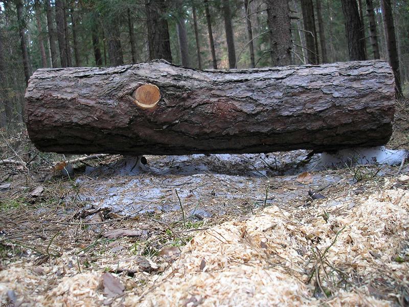 Holz_ist_ein_Wärmeisolator_P3080051_2.JPG