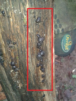 Holzspalten Pils.jpg