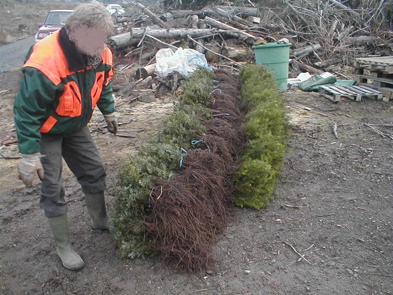 Bild 003 (Medium).jpg