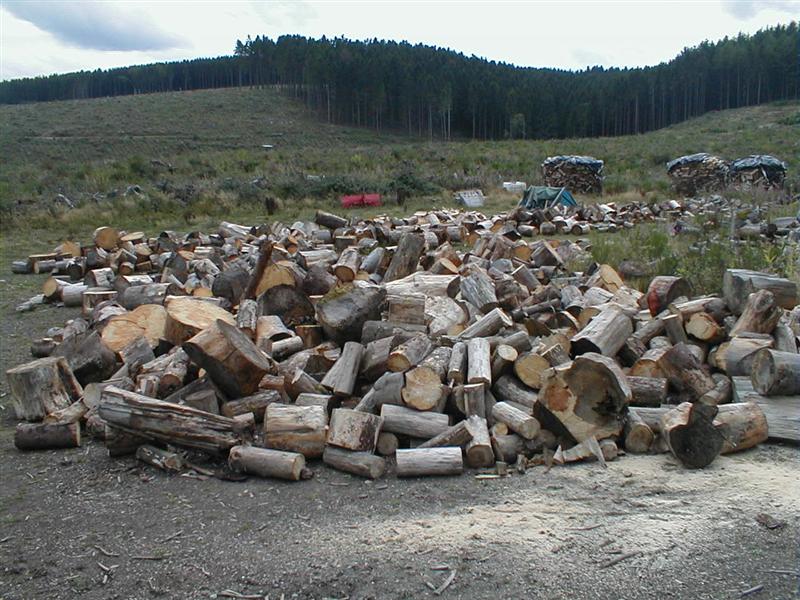 P9040007 (Medium).JPG