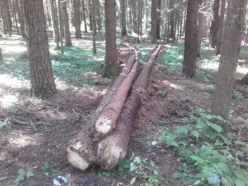 2018-07-07 Wald 2.jpg