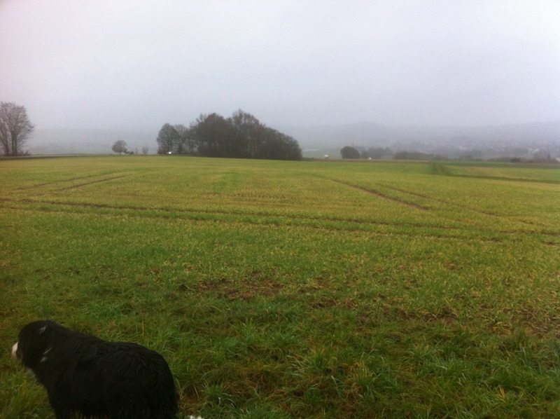 Raubbau Kollege 1.JPG