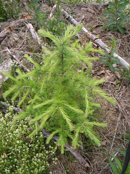 005 Lärche (Medium).jpg