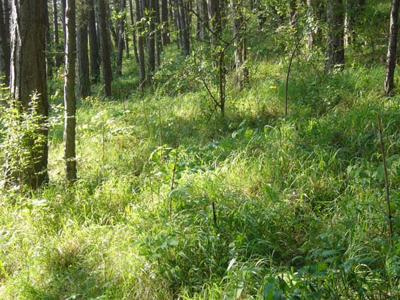 Pflanzstäbe verkleinert.jpg