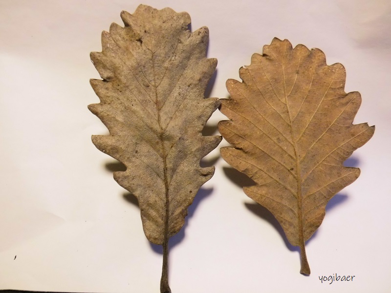 Quercus macranthera Blätter.jpg