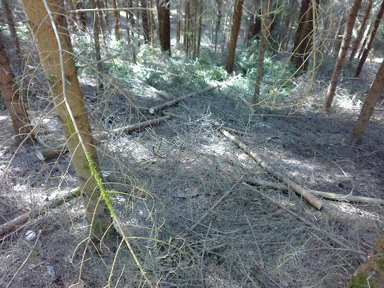 Stangen Juli 012.jpg