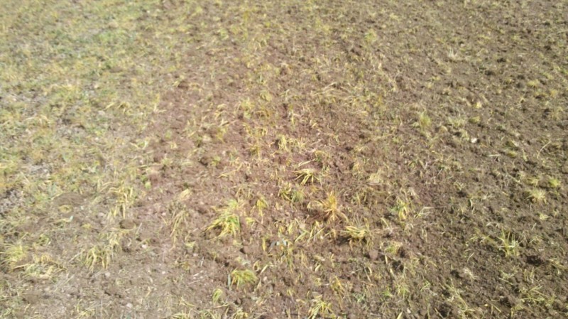 Mais 2014-04-24 2.jpg