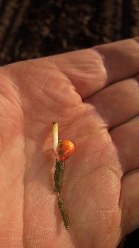 1-20200424_Mais b 2020.jpg