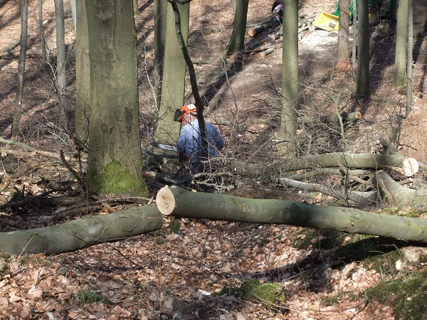 Waldarbeit2010 00511.jpg