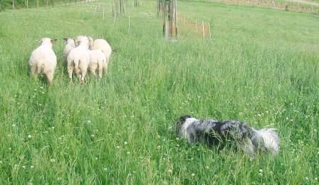 Bilder Schafe 019.jpg