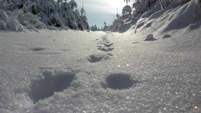 P1060843 (Medium).JPG