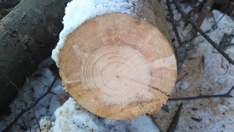 Fichtebrennholz (1).jpg