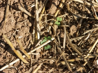Mulchsaatohnestroh.jpg