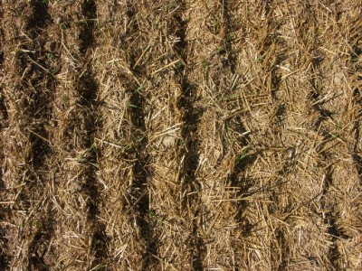 MulchsaatinStroh.jpg