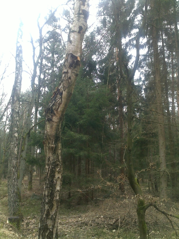 Kaputtbirke.jpg