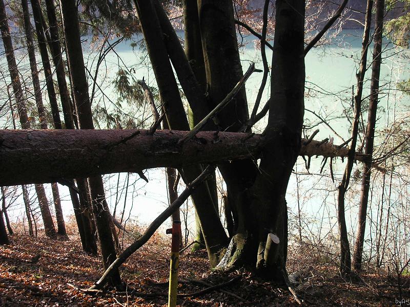 Kiefer_eingezwickt_PB180005_2.JPG