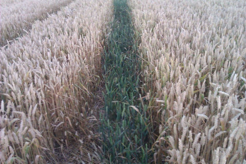 2013-08-03 Fahrgassen Umstellung 1.jpg